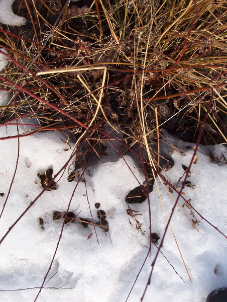 micro landscape around the cone