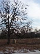 Andy Goldsworthy at SUNY Purchase